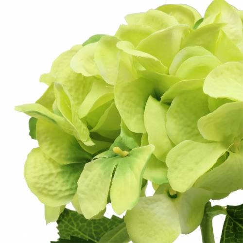 Product Hydrangea green 54cm