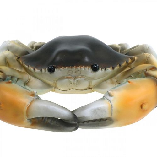 Floristik24 Sea creature, beach crab, maritime decoration orange-brown 31×25cm