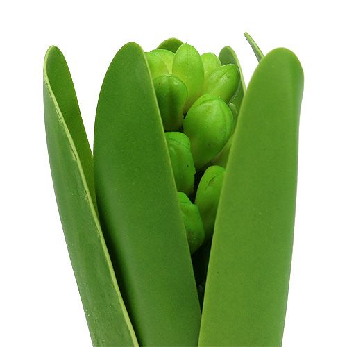 Floristik24 Hyacinth green 15cm with onion 3pcs