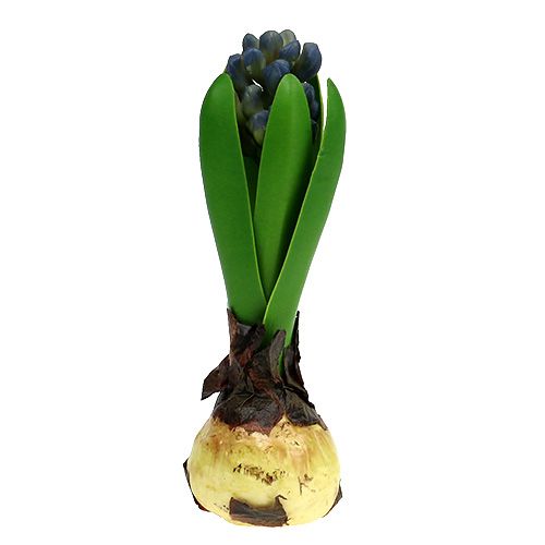 Floristik24 Hyacinth with onion blue 15cm 3pcs