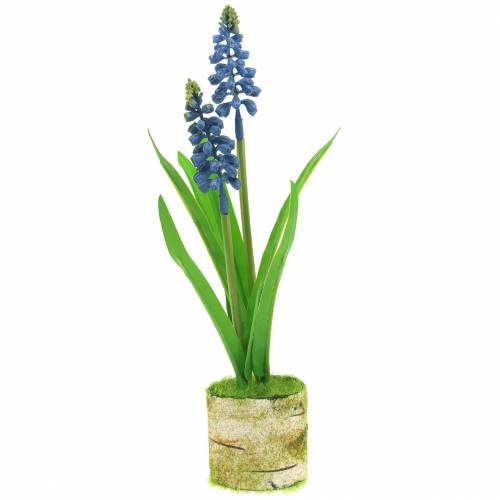 Floristik24 Grape hyacinth in a birch pot blue 24cm