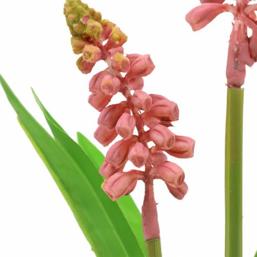 Floristik24 Grape hyacinth in a birch pot pink 24cm