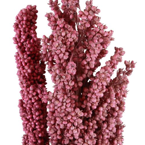 Floristik24 Indian Corn Dried Flowers Indian Corn Pink 75cm 3 pcs