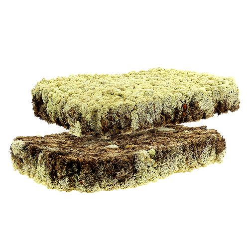 Floristik24 Moss Icelandic Moss Finnish Extra Polar 2 Plates
