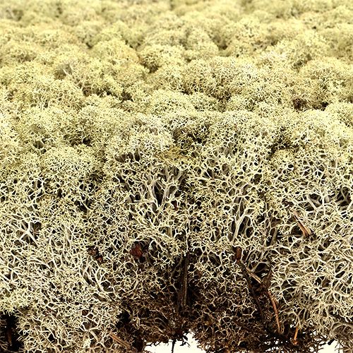 Product Moss Icelandic Moss Finnish Extra Polar 2 Plates