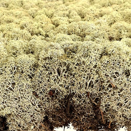 Product Reindeer moss Finnish Prima Plus 2 panels