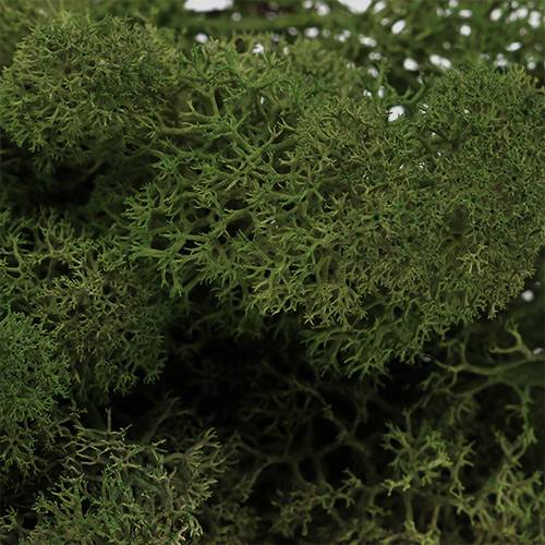 Light Green Reindeer Moss 500g