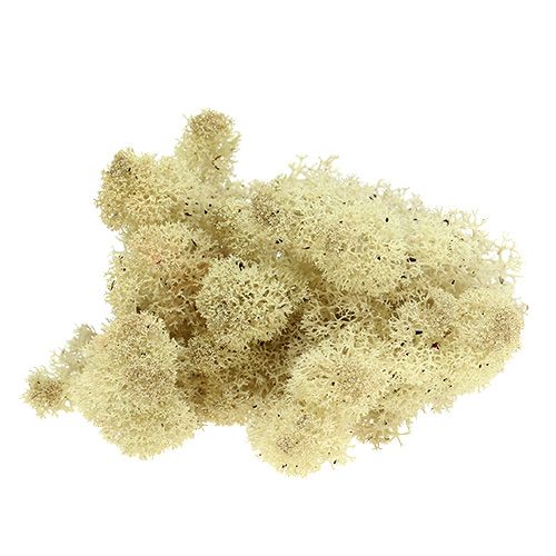 Floristik24 Moss Iceland moss natural 400g