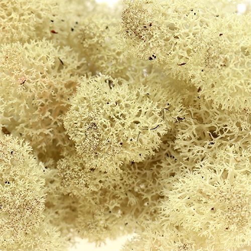 Reindeer moss nature 400g