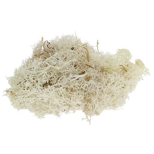 Floristik24 Moss Iceland moss bleached 400g