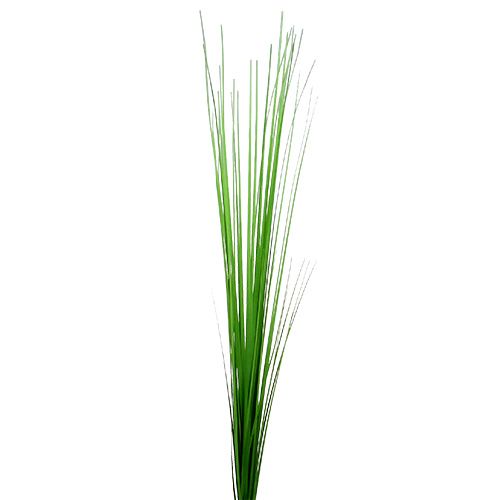 Floristik24 Isolepsisgrass light green 85cm 1p