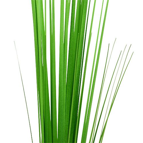 Product Isolepsisgrass light green 85cm 1p