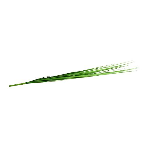 Floristik24 Isolepsisgrass light green 85cm 1p