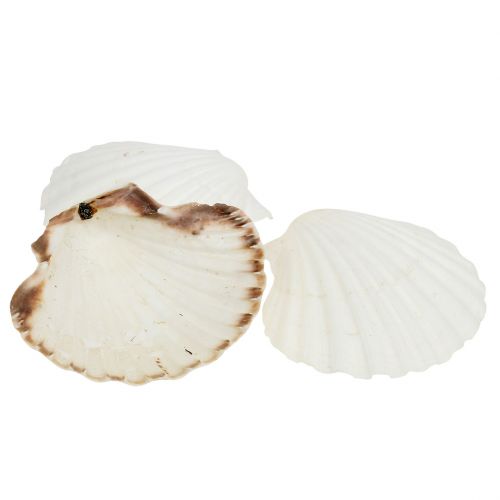 Floristik24 Scallop White 15 pcs