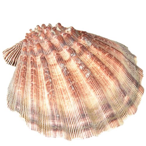Product Real scallops natural – maritime flair natural 1 kg