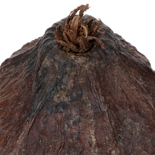 Product Cocoa fruit, natural, 10-18cm, 15 pieces
