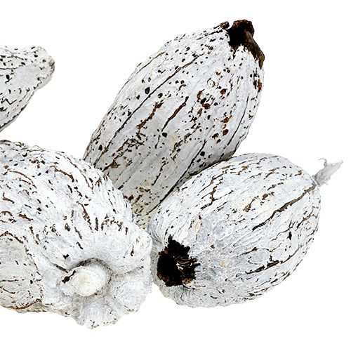 Product Cocoa pods whitewashed 15 pcs