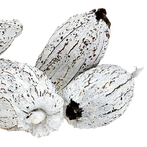 Product Cocoa fruits whitewashed 15pcs