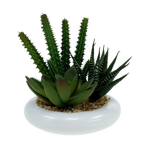Product Cactus in pot Ø12cm 1pc