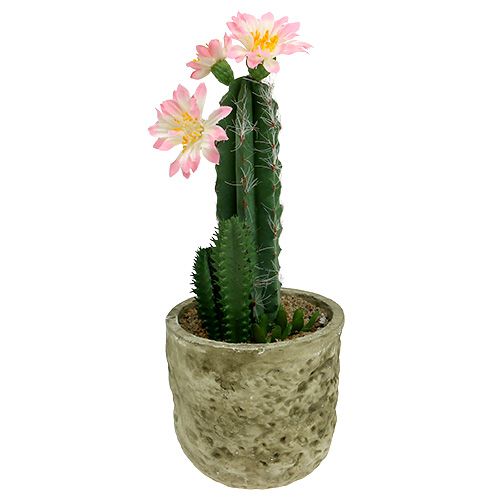 Floristik24 Cactus in pot with blossom Rosa H 21cm