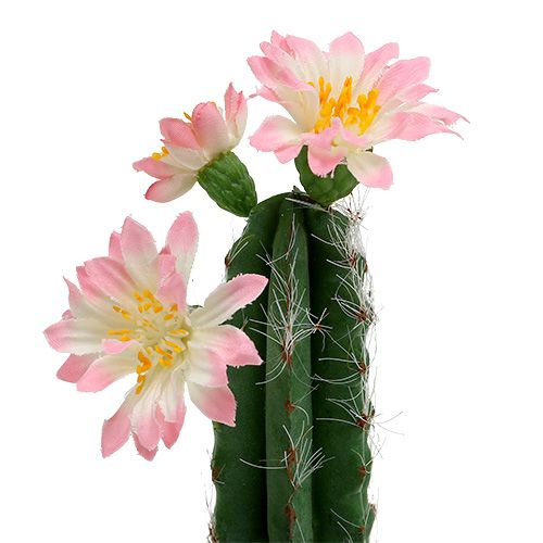 Floristik24 Cactus in pot with blossom Rosa H 21cm