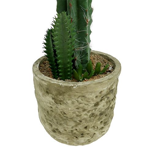 Floristik24 Cactus in pot with blossom Rosa H 21cm