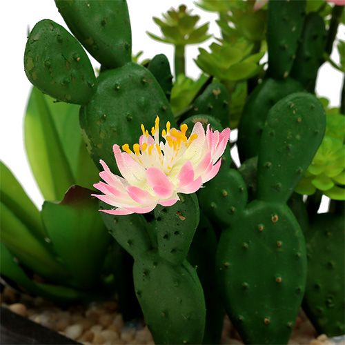 Floristik24 Cactus with flower 14cm in a wooden box