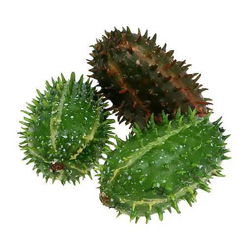 Floristik24 Prickly pear 5cm green-brown 6pcs