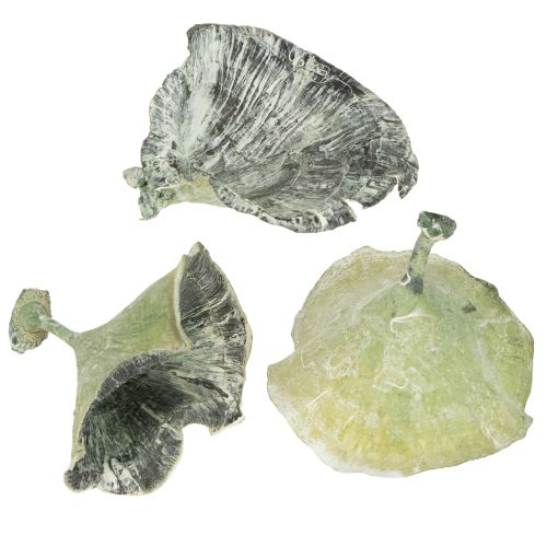 Floristik24 Kalix Mushroom Green, White Washed 100 pcs