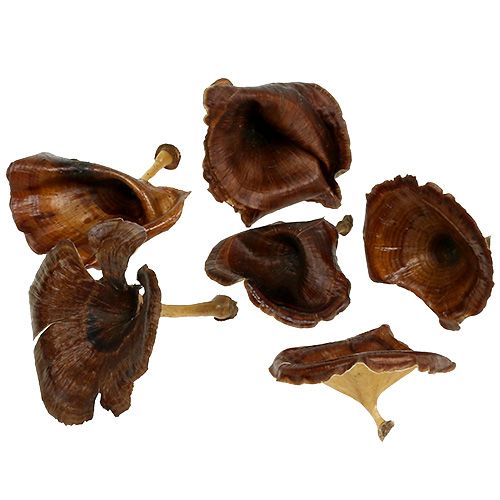 Product Kalix Mushroom Natural Lacquered 100pcs