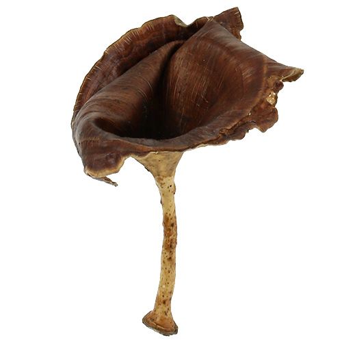 Product Kalix Mushroom Natural varnished 100 pcs