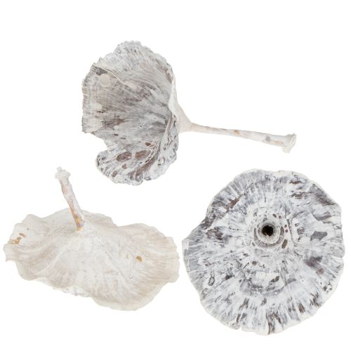 Floristik24 Kalix Mushroom White Washed 100 pcs