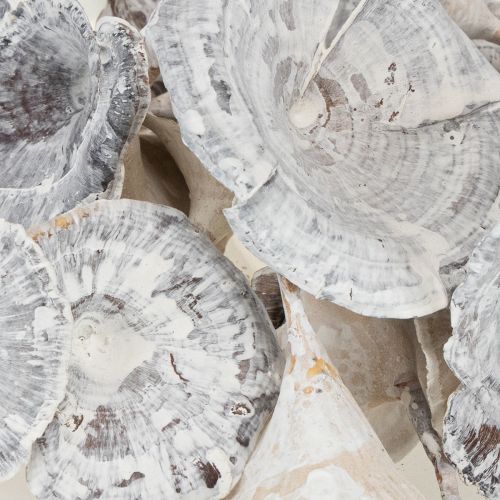 Product Kalix Mushroom White Washed 100 pcs
