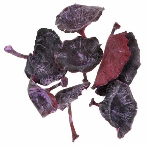 Kalix Mushroom Purple, White Washed 100 Pcs