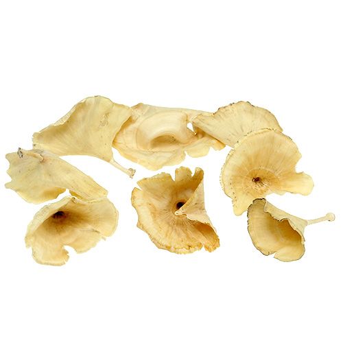 Floristik24 Calix mushrooms mixed bleached 100pcs