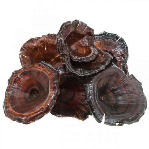 Floristik24 Kalix Mushroom Natural Lacquered Dry Mushrooms Decoration Large 50pcs