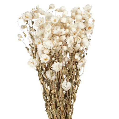 Product Chamomile Dried Flowers Decoration Flowers White Bunch 65cm 50g