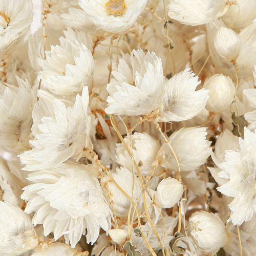 Product Chamomile Dried Flowers Decoration Flowers White Bunch 65cm 50g
