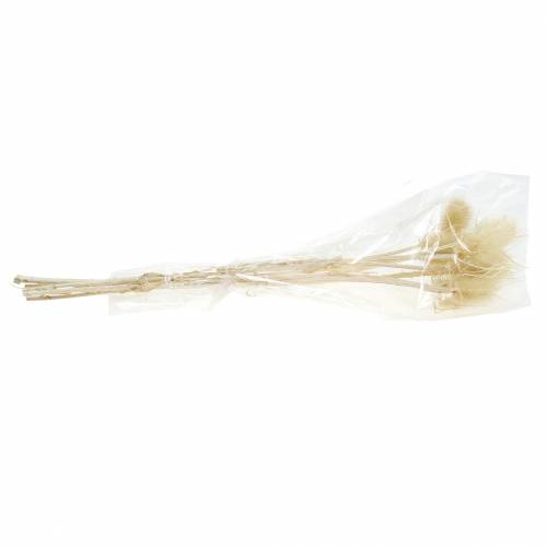 Floristik24 Teasel thistle bleached 8 pcs