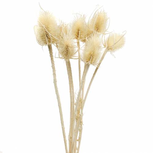 Floristik24 Teasel thistle bleached 8 pcs