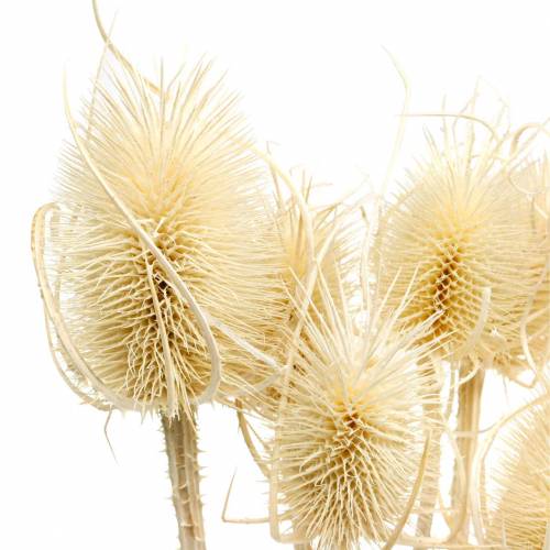 Product Teasel thistle bleached 8 pcs