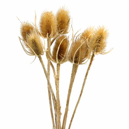 Floristik24 Dried flowers thistle natural 8 heads