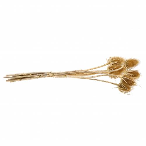 Product Dried flowers thistle natural 8 heads