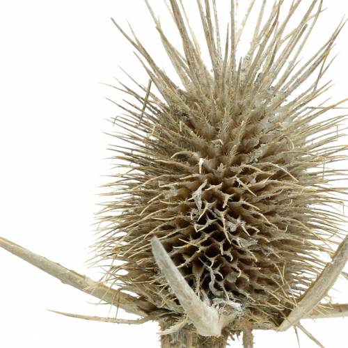 Pointed card washed white 1kg