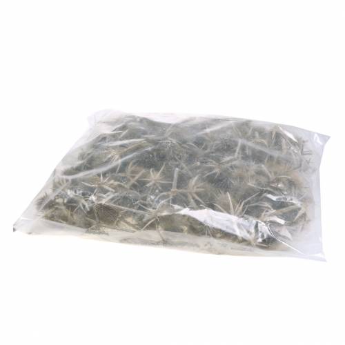 Product Wild teasel Washed white Natural dried decor 15-20cm 1kg