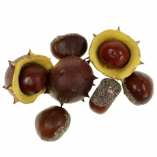 Floristik24 Decorative chestnut assortment 5.5cm 24pcs