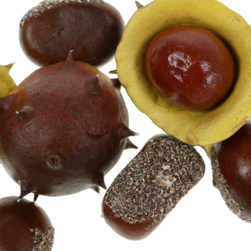Floristik24 Decorative chestnut assortment 5.5cm 24 pcs