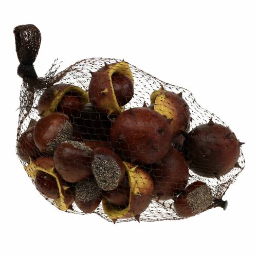 Floristik24 Decorative chestnut assortment 5.5cm 24 pcs