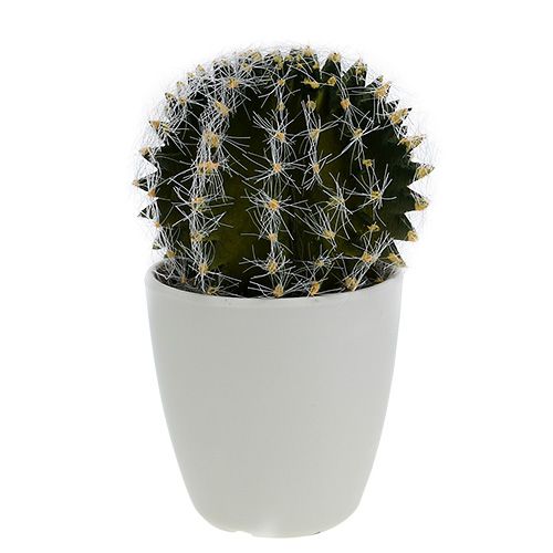 Floristik24 Cactus in a pot Green 14cm