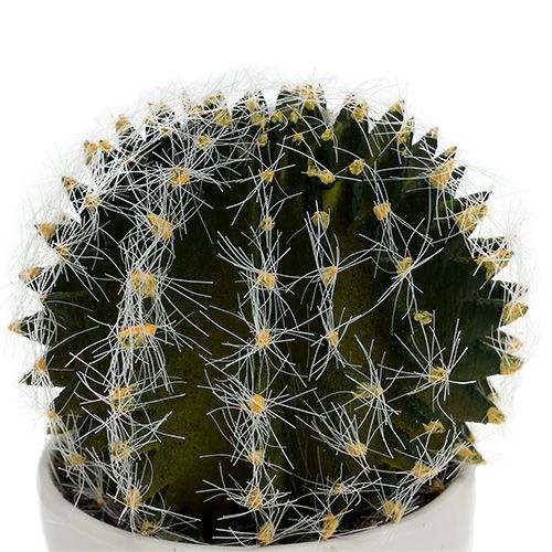 Floristik24 Cactus in a pot Green 14cm